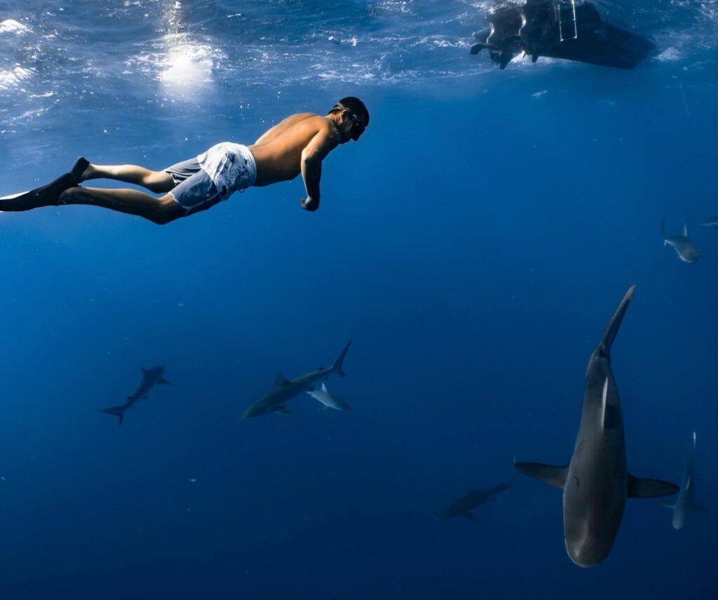 nadar com tubarões cabo verde