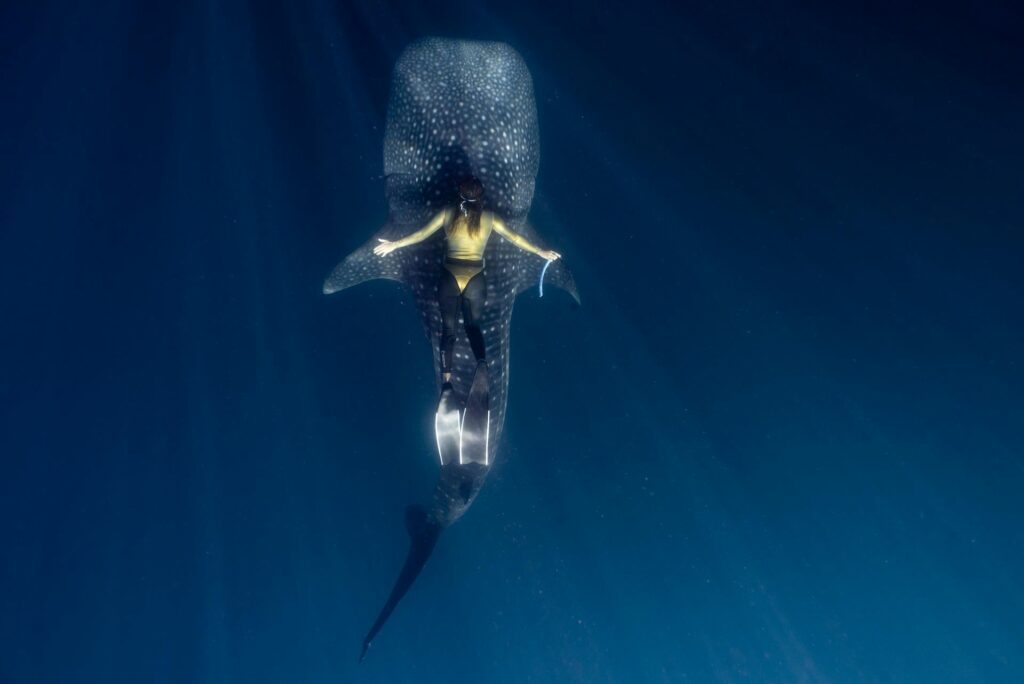 nadar com tubarão baleia cabo verde