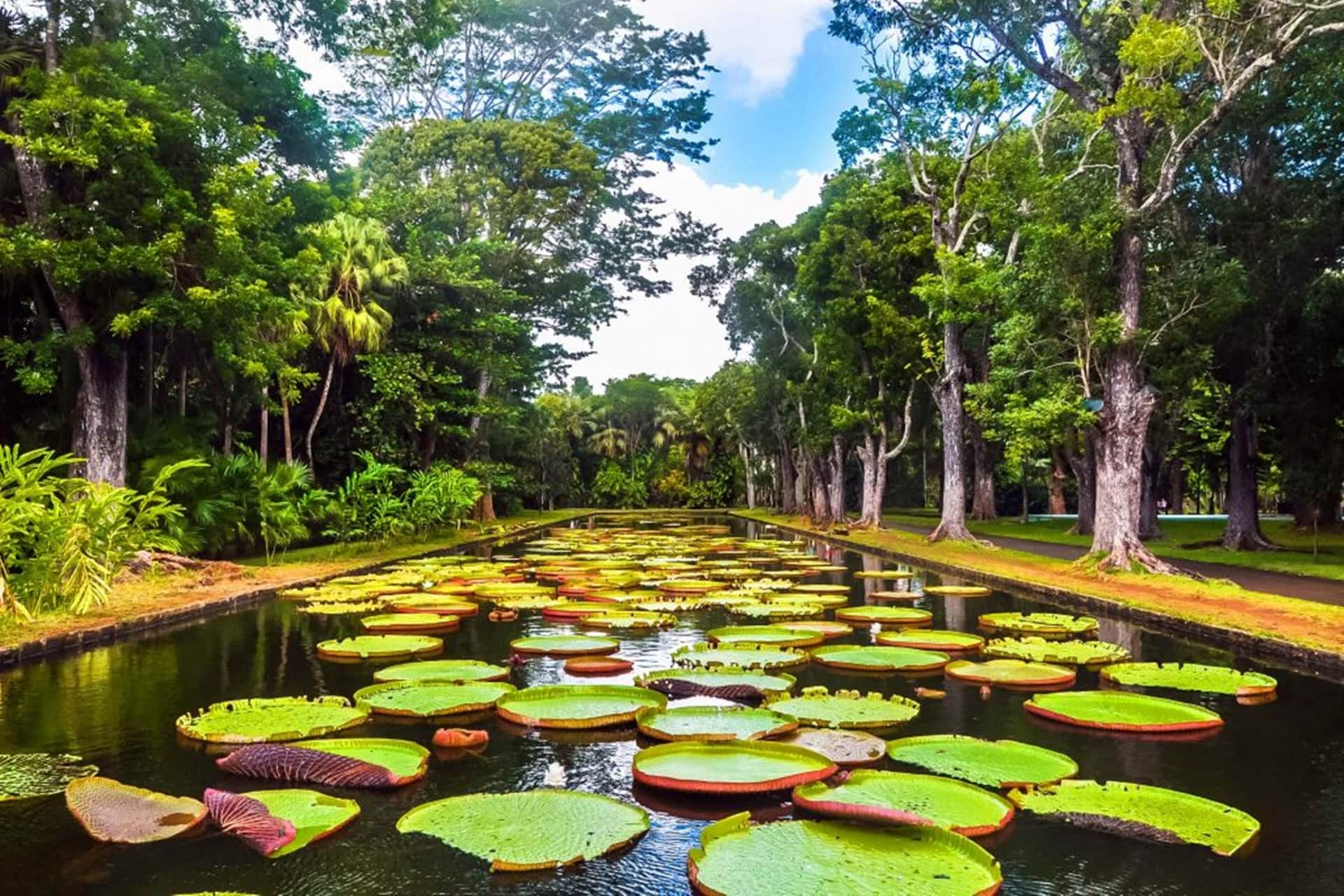 jardim de pamplemousses ilhas mauricias