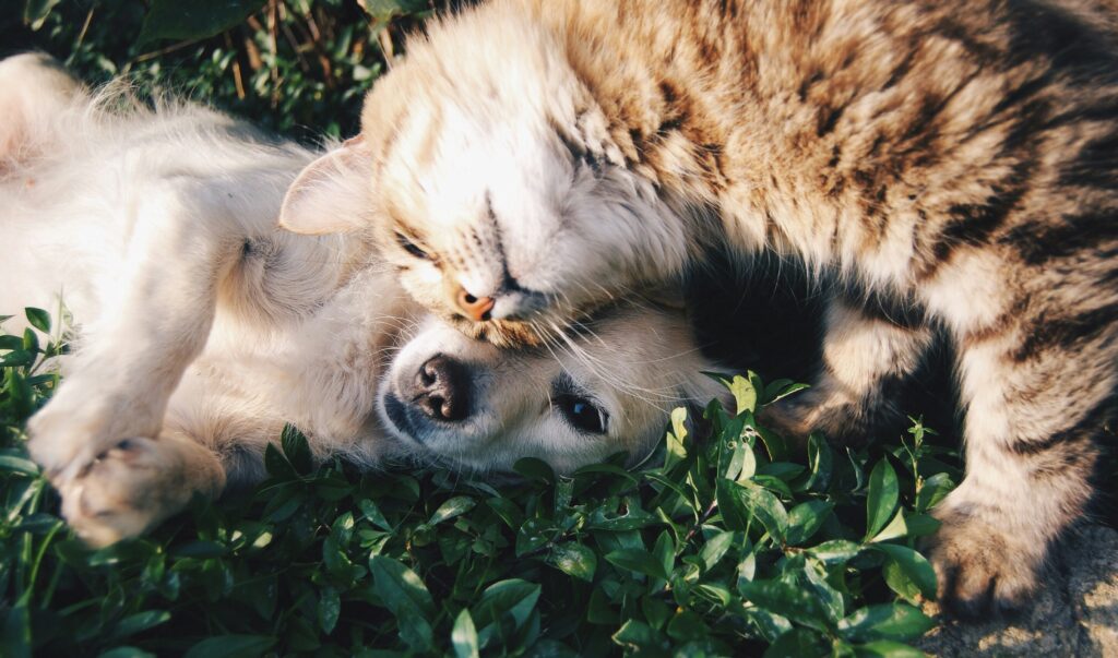 adoção de animais e adotar animais