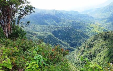 bg24 black river mauricias